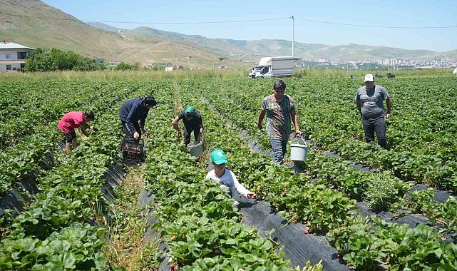 İlk hasattan 1,5 milyon TL ekonomiye katkı sağlandı