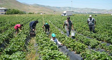 İlk hasattan 1,5 milyon TL ekonomiye katkı sağlandı