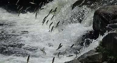 İnci kefalinin muhteşem yolculuğu devam ediyor