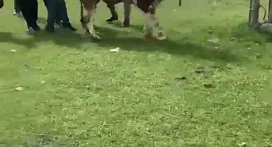 İpini koparan boğa dehşet saçtı