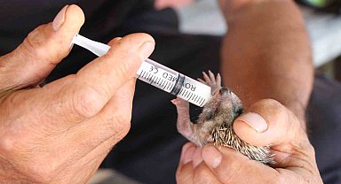 İtfaiye eri, annesiz kalan kirpiyi elleri ile besledi