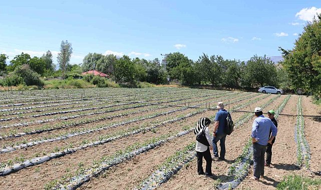 Kapya biberler takip ediliyor