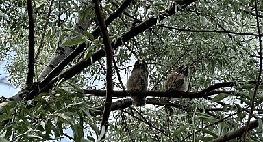 Kargaların saldırısına maruz kalan yavru baykuş için seferber oldular