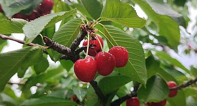 Karı ve soğuğuyla meşhur Erzurum'da kiraz hasadı