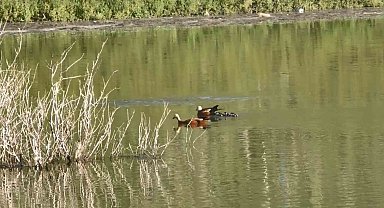 Kars'ta angut kuşlarının kavgası kamerada