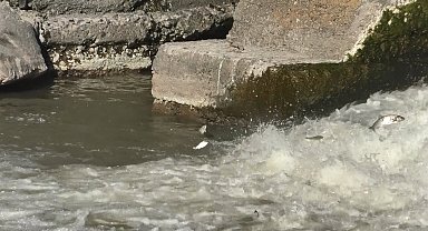 Kars'ta balıkların 'ölüm' göçü