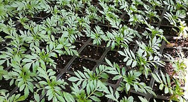 Kars'ta belediye süs bitkisi yetiştiriyor