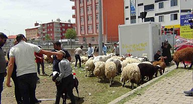 Kars'ta hayvan pazarında yoğunluk