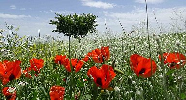 Kars'ta Haziran güzelliği