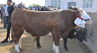 Kars'ta kurban satışları başladı