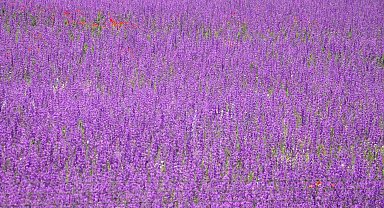 Kars'ta lavanta bahçesi büyülüyor