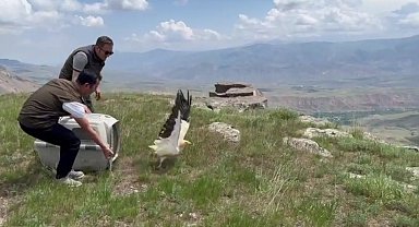 Kars'ta yavru akbaba doğaya bırakıldı