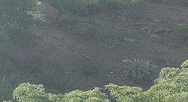 Kayak merkezinde dağ keçileri görüntülendi