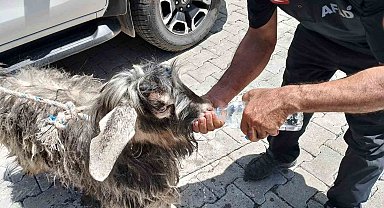 Kayalıklarda mahsur kalan kurbanlık keçiyi AFAD ekipleri kurtardı