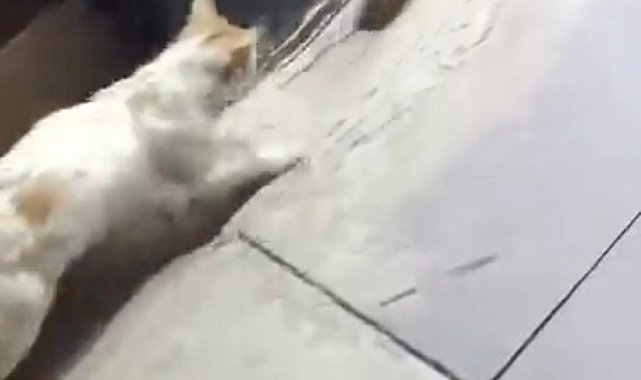 Kedinin fareyle oyunu izleyenleri gülümsetti