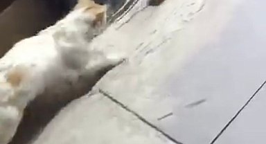 Kedinin fareyle oyunu izleyenleri gülümsetti