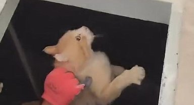 Kimyasal makinesinin içine düşen kedi son anda kurtarıldı