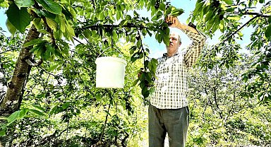 Kiraz üreticisi günlük 2 bin TL'ye işçi bulamıyor