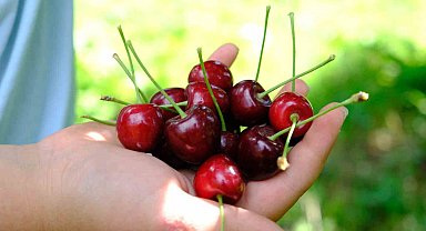 Kiraz ve vişneyi sinekten koruyun!