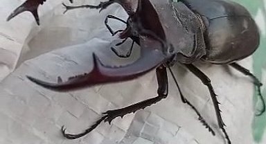 Kırmızı listede yer alıyor, Elazığ'da görüntülendi