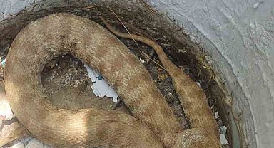 Kümese giren en zehirli yılanlardan koca engerek doğal ortamına bırakıldı