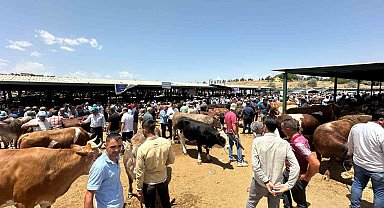 Kurban Bayramı öncesi canlı hayvan pazarında yoğunluk yaşanıyor