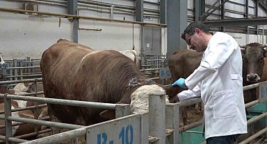 Kurban pazarında hareketlilik başladı