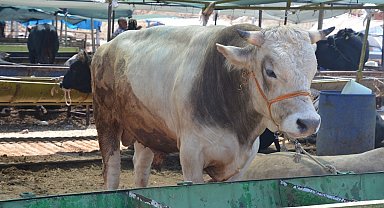 Kurbanlık seçerken bunlara dikkat edin