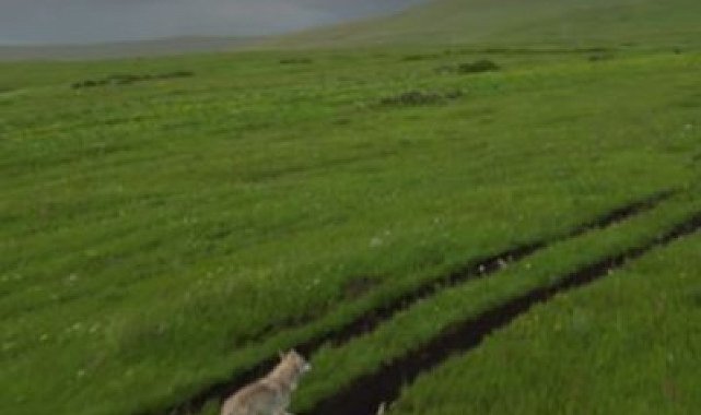 Kurt sürüsü havadan görüntülendi