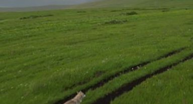 Kurt sürüsü havadan görüntülendi