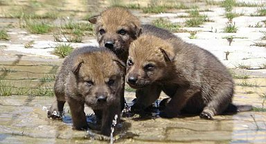 Kurt yavruları emin ellerde