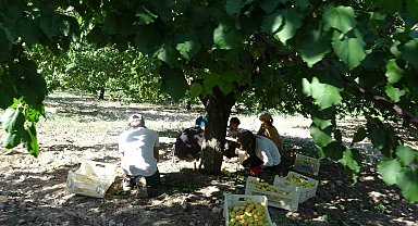 Malatya'da 'sarı altın' hasadı başladı