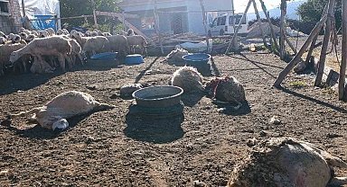 Malatya'da ağıla giren kurt 8 koyunu telef etti