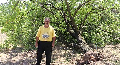 Malatya'da kayısı hasadı için gün sayan çiftçilere fırtına şoku
