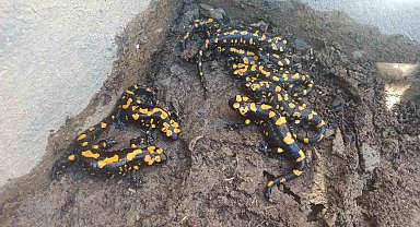 Malatyalı üretici bahçe havuzuna bakınca gözlerine inanamadı