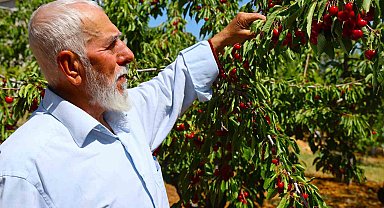 Medeniyetler beşiği 5 bin yıllık Harput'ta erken kiraz hasadı