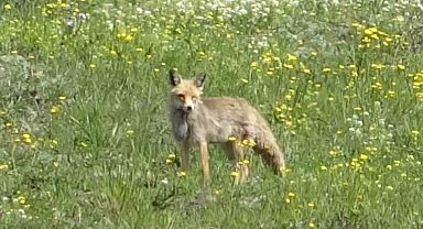 Merada yiyecek arayan kızıl tilki görüntülendi
