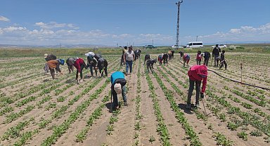 Mevsimlik tarım işçileri ekmek parası için ter döküyor