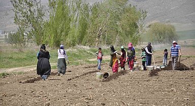 Mevsimlik tarım işçileri tarlalarda rızıklarını çıkarıyor
