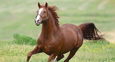 Milyonluk taylar görücüye çıkıyor