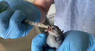 Minik serçe yavrusuna şefkatli eller uzandı