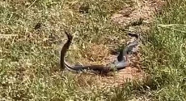 Muş'ta yılanların dansı görüntülendi