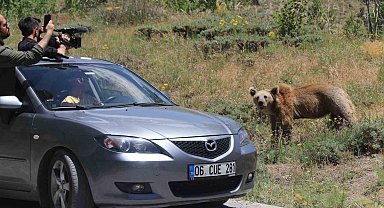 Nemrut'un maskotu ayıları görenler telefonlarına sarılıyor