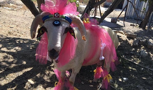 Nişanlıya süslü koç hediyesi