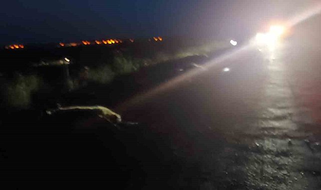 Otomobilin çarptığı çok sayıda koyun telef oldu