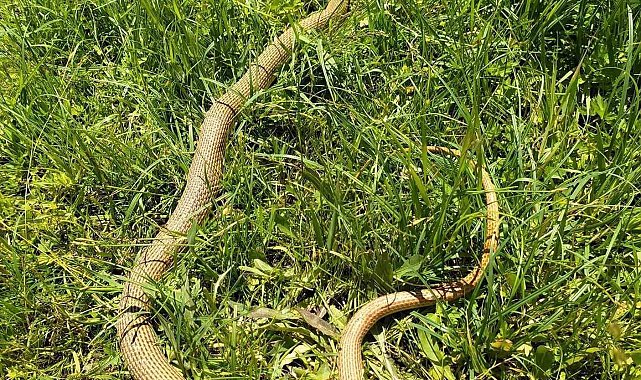 Patnos'ta 2 metrelik yılan paniği