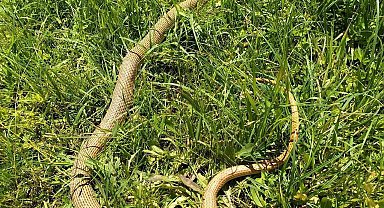 Patnos'ta 2 metrelik yılan paniği