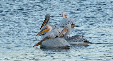 Pelikanlar Kars Baraj Gölü'nü mesken tuttu