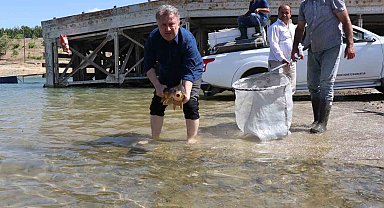 Sağma işlemlerinin ardından anaç balıklar göle bırakıldı