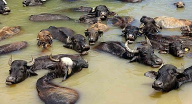 Sıcaktan bunalan mandalar nehirde serinliyor